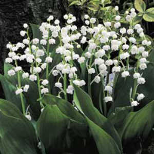 راهنمای نگهداری و پرورش گل و گیاهان زینتی - گل برف